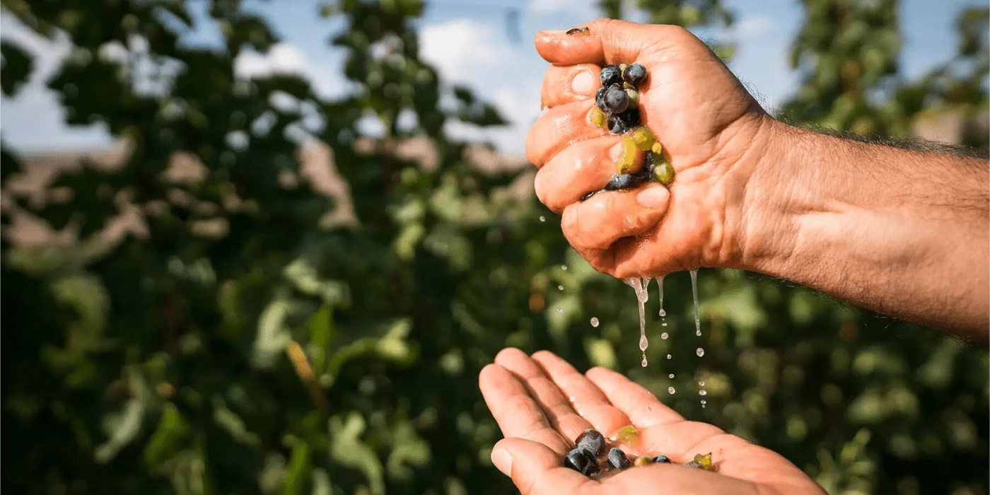 Blessing of the Grapes — Yeraz Park